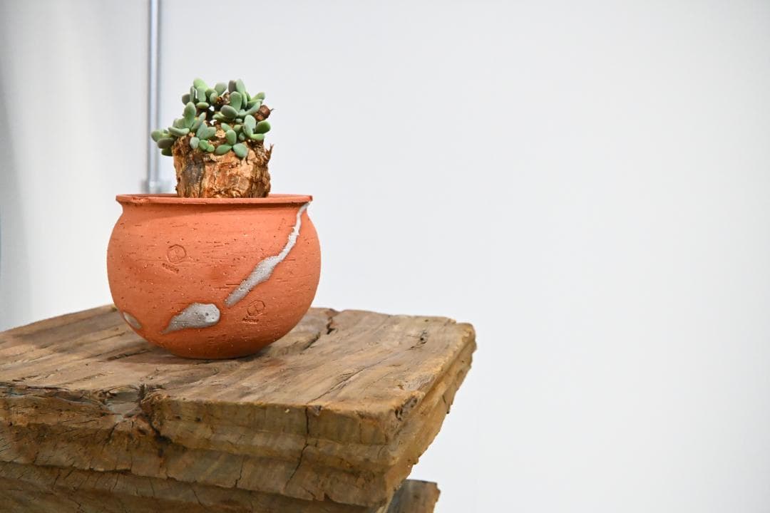 Ceraria pygmaea ケラリア ピグマエア　　発根済み　3