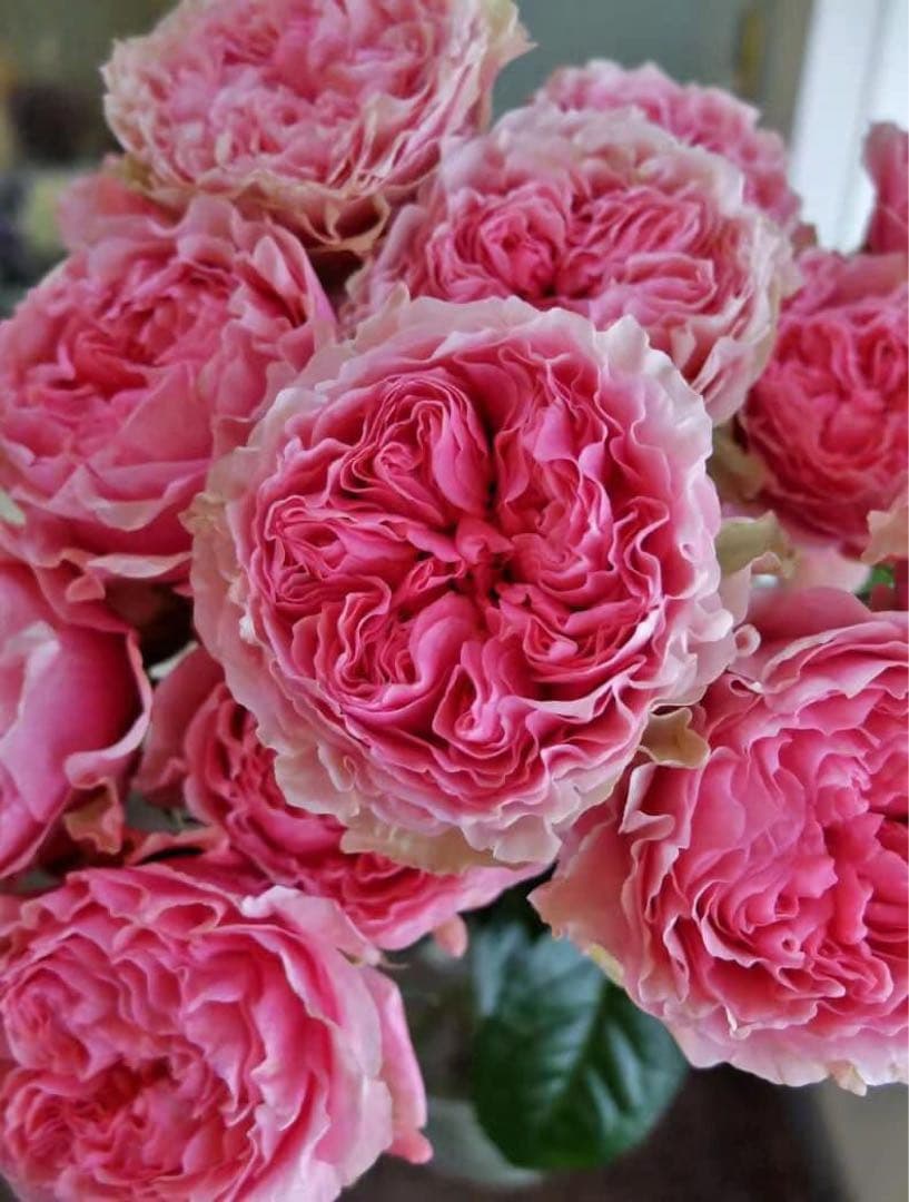 「Quynh Truong」 切り花品種バラ苗　レアバラ