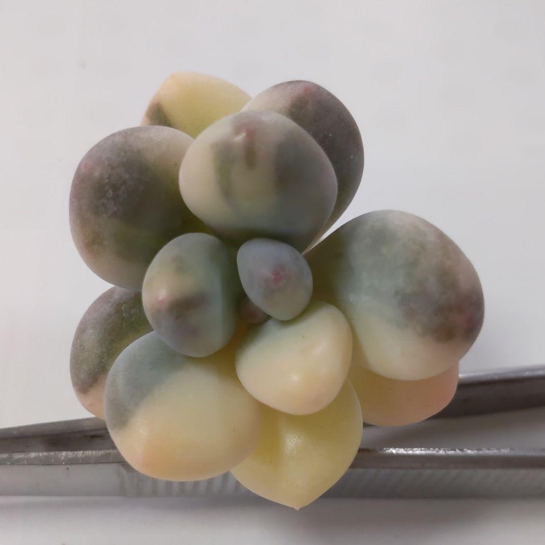 確認どうぞ♥オビフォルメ錦ひまわり紅頬科です。