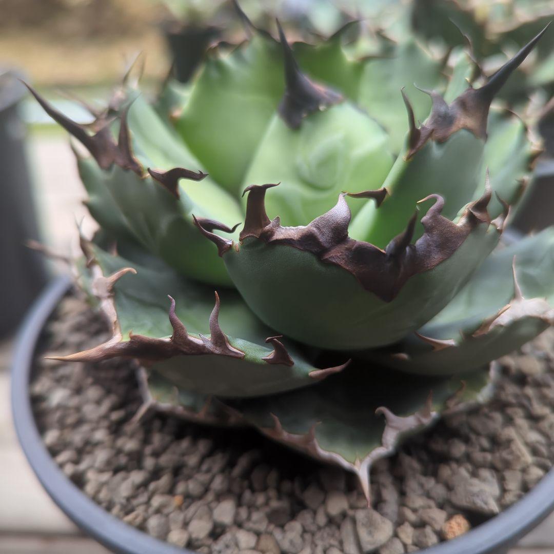 チタノタ　キャンサー　cancer　鉢ごと