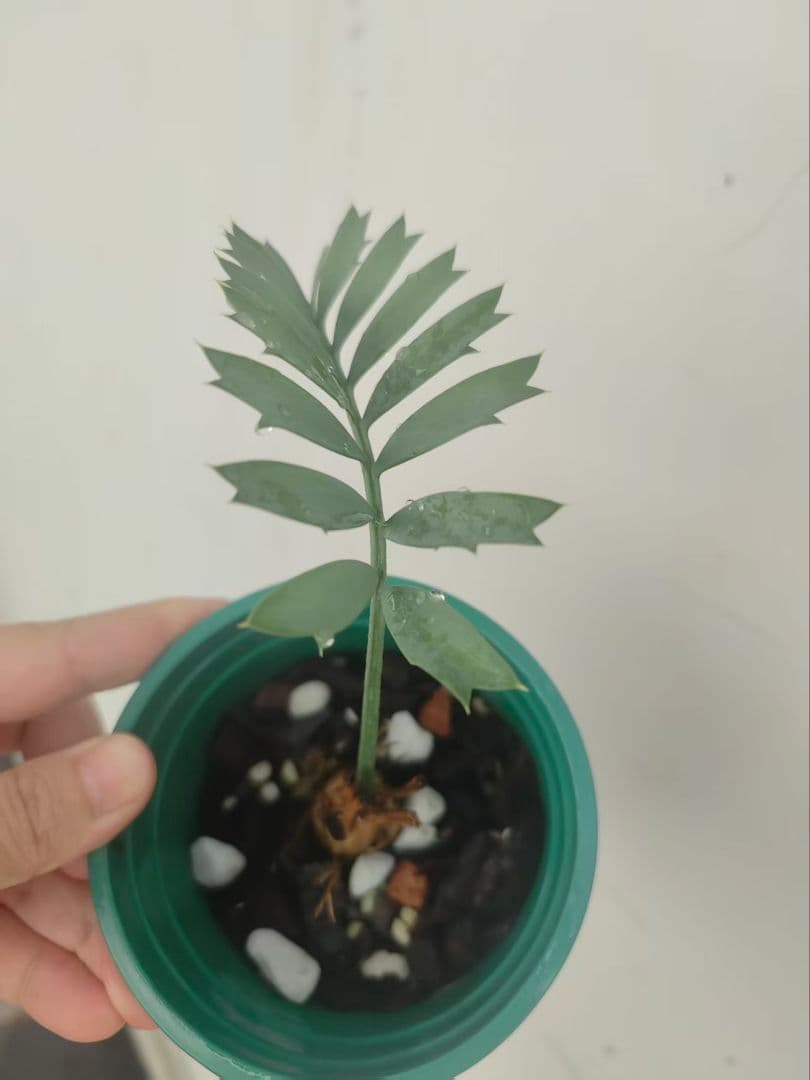 D81新鮮な種 エンセファラルトス・ホリダス 種子2粒