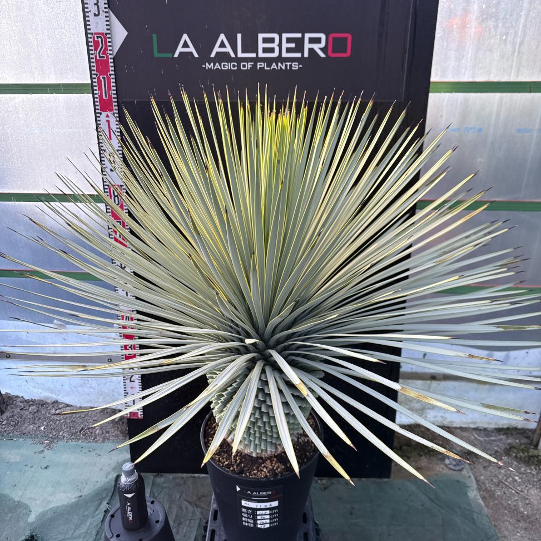 【AL1106】ユッカ　ロストラータ　バケモノ級　極太個体