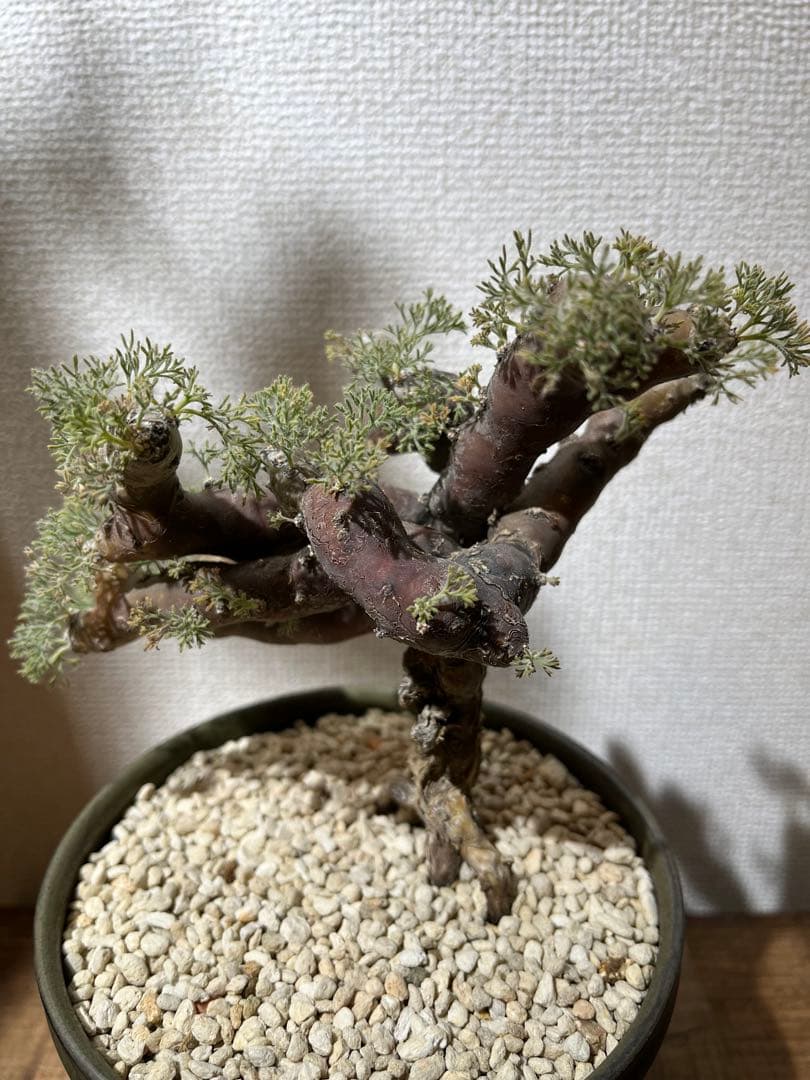 モンソニアムチフィダ発根済／サルコカウロン ムルチフィズム 盆栽