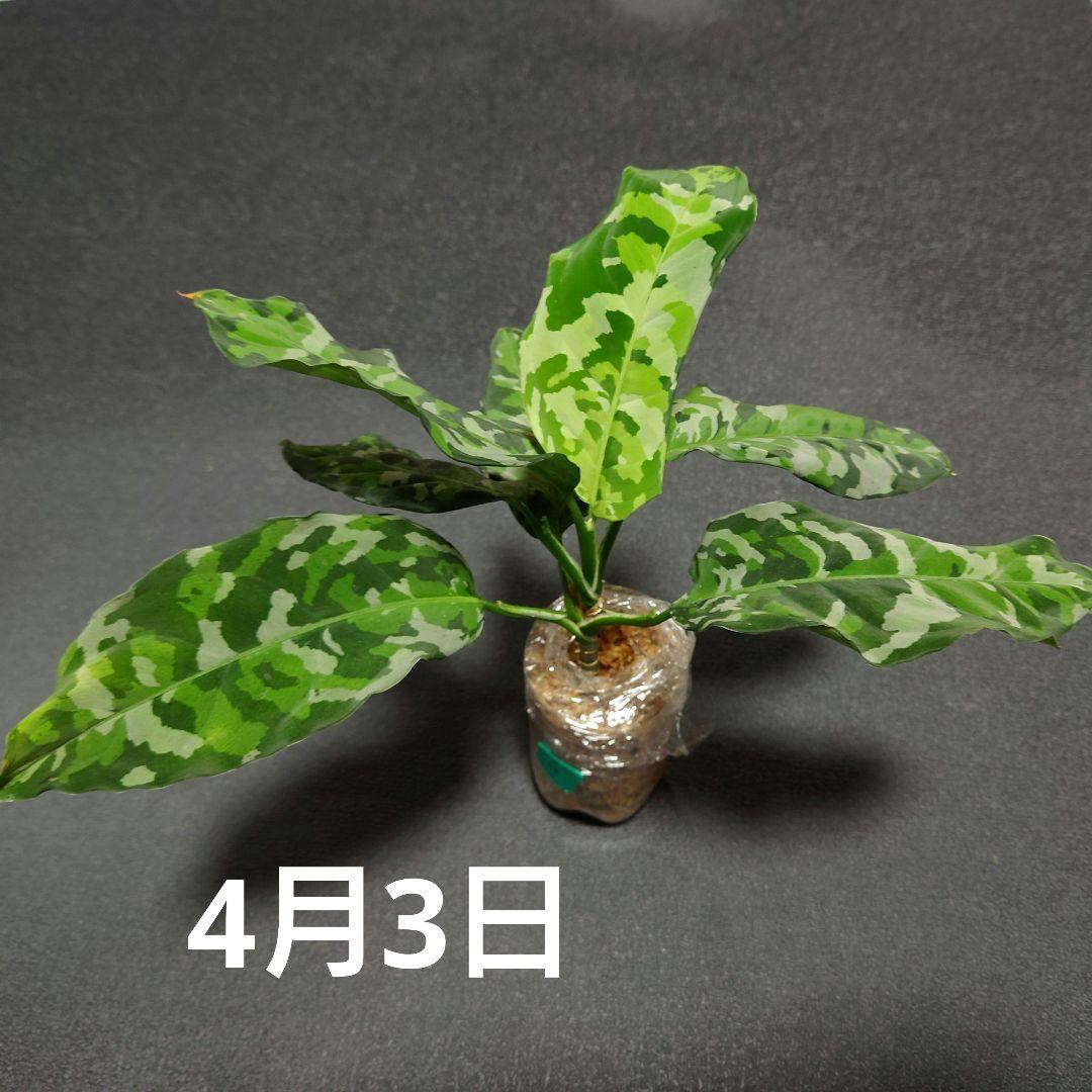 09 アグラオネマ　ピクタム　トリカラー　アンダマン　ポートブレア便　北部地域産
