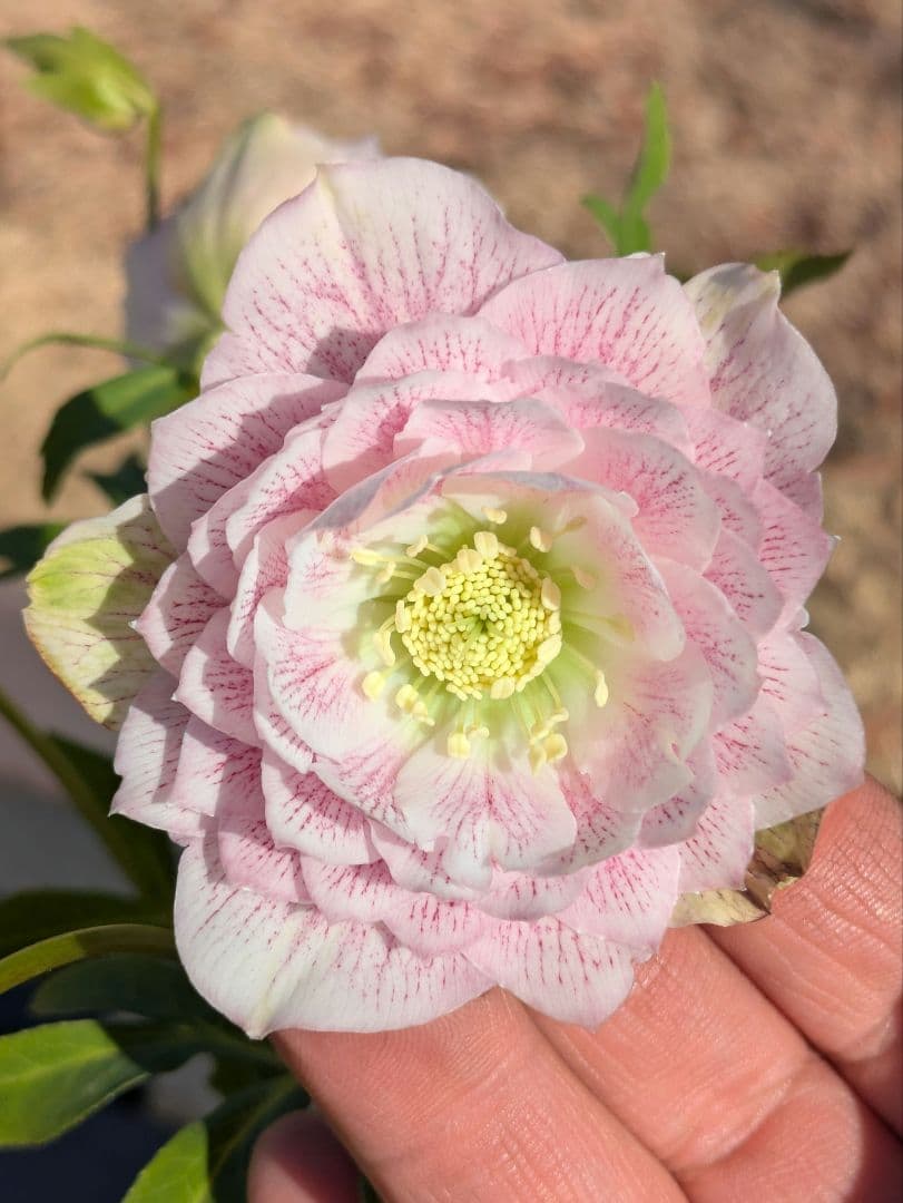 広瀬園芸 クリスマスローズ ★超多弁ベイン★ 輝くパステルピンク 蕾付き