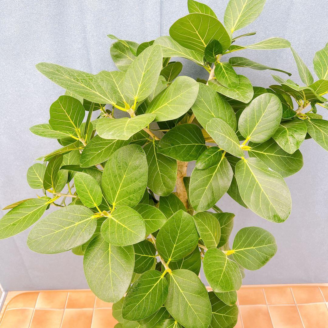 現品　フィカス　ゴムの木　ベンガレンシス　42番　インテリアグリーン　観葉植物