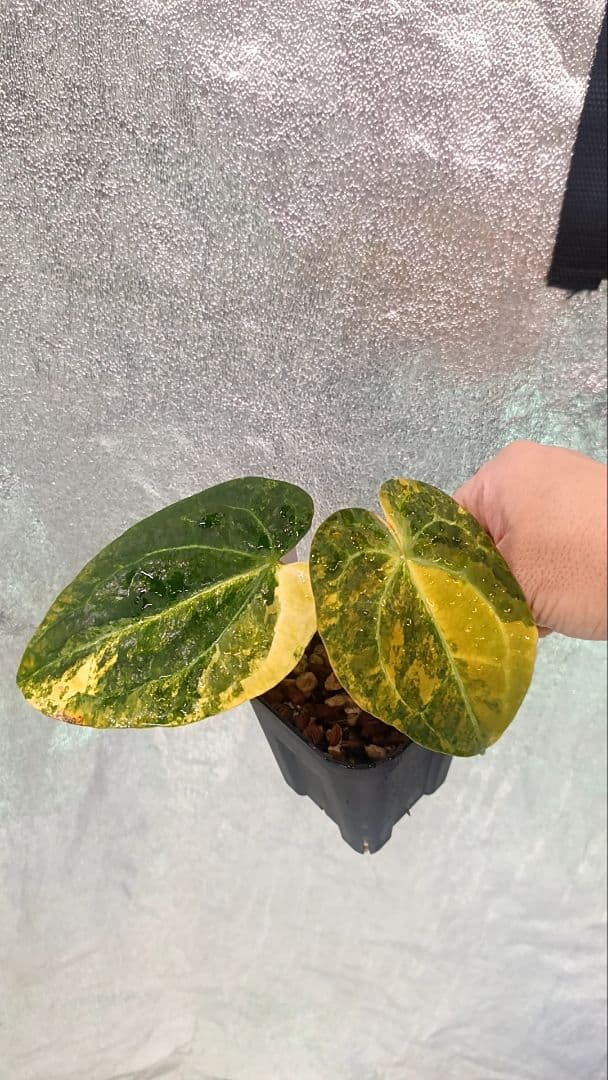 anthurium folgetii 斑入り