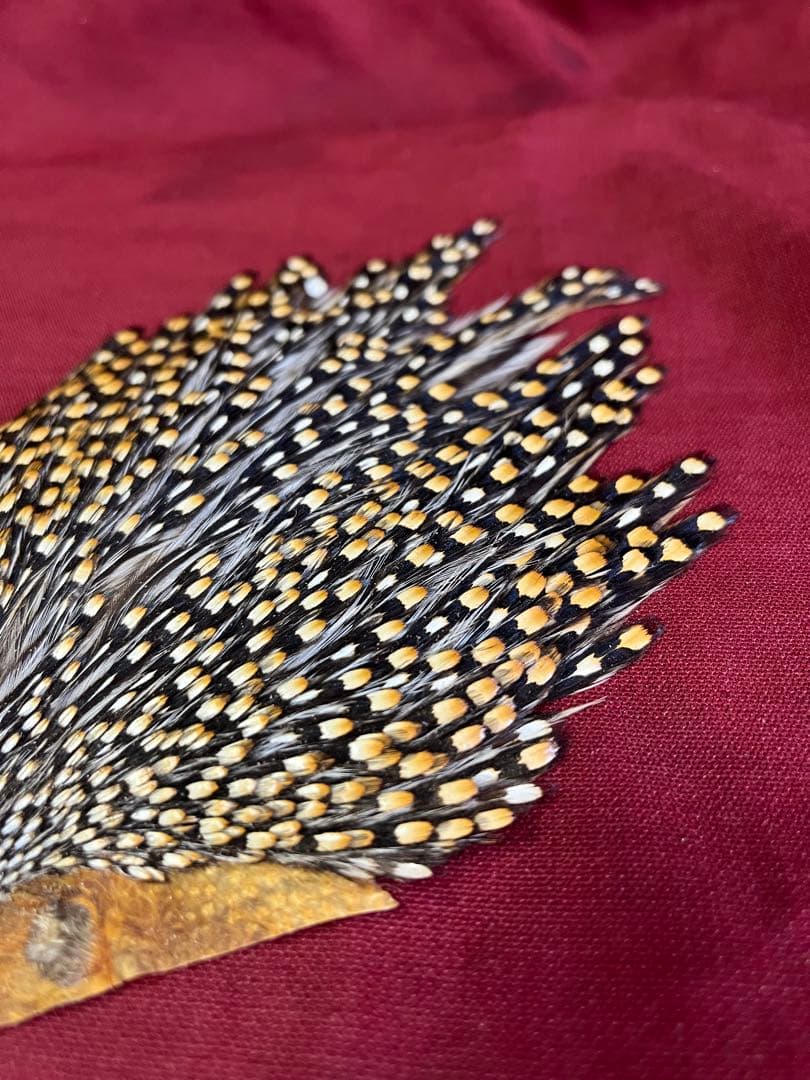 入手困難なジャングルコックです。 これは、すばらしくウエットからサーモンまで