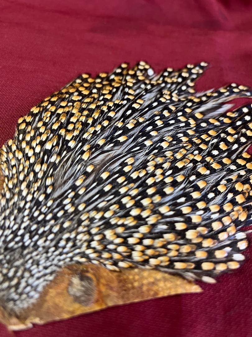 入手困難なジャングルコックです。 これは、すばらしくウエットからサーモンまで