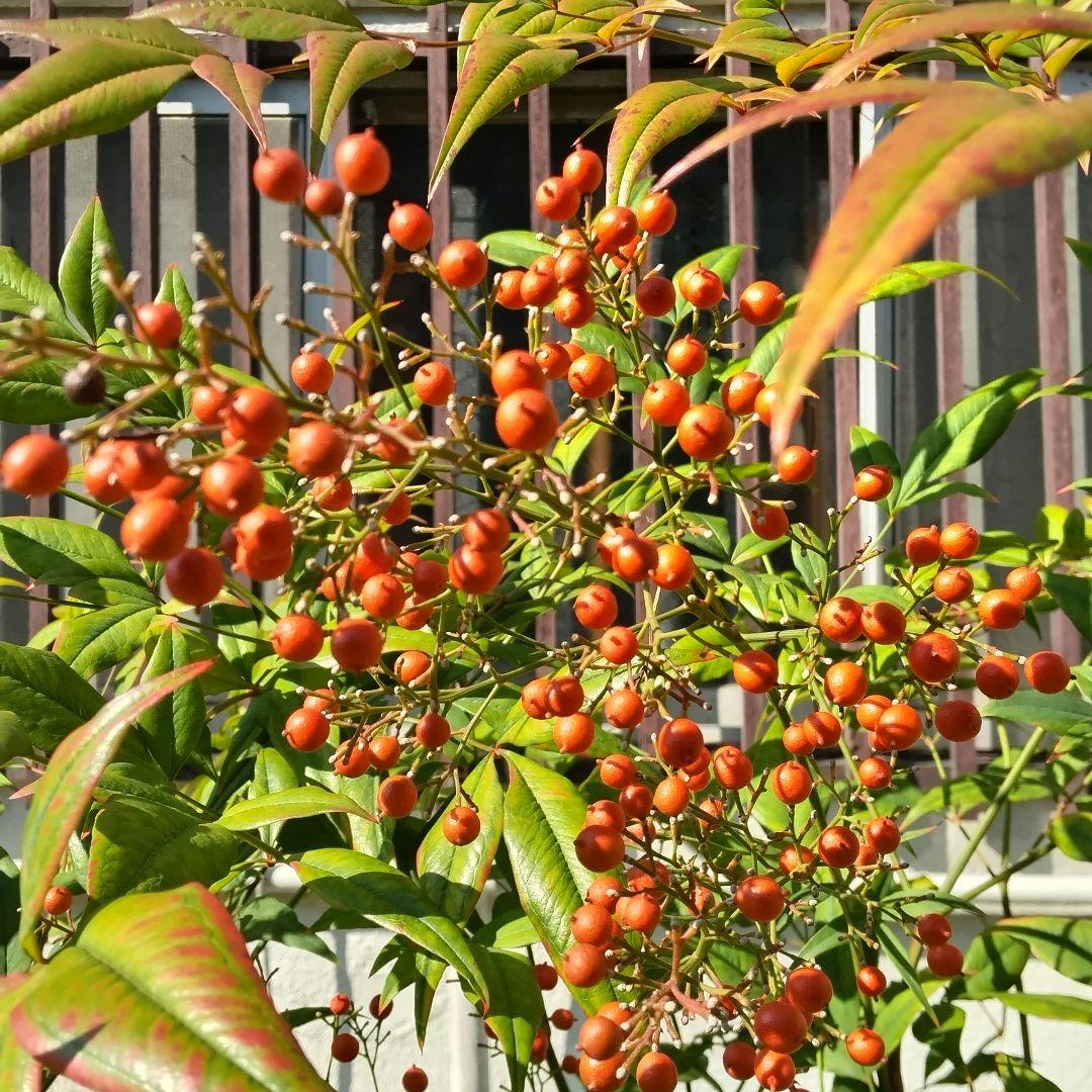 ＊赤南天 株立ち 樹齢30年以上 根巻き苗 厄除け 無病息災