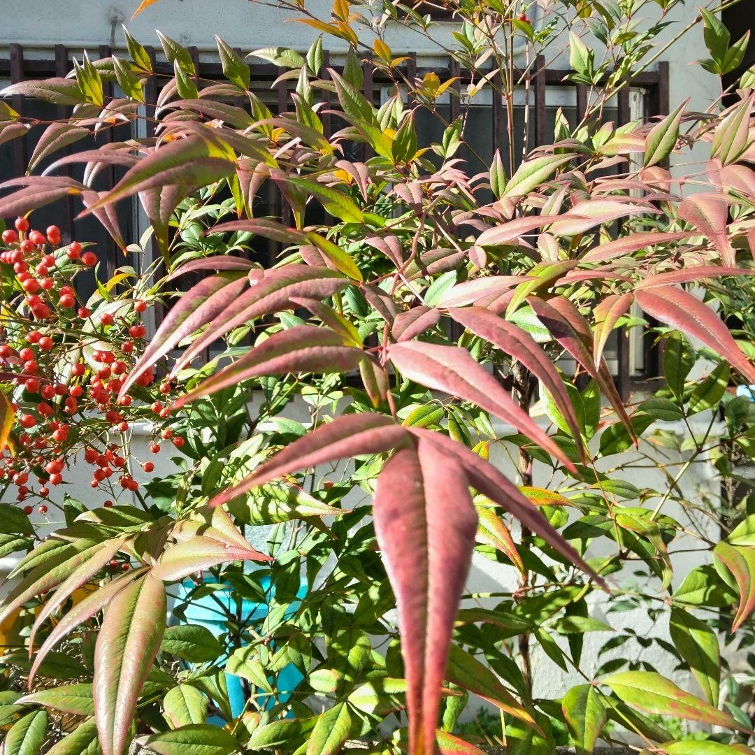 ＊赤南天 株立ち 樹齢30年以上 根巻き苗 厄除け 無病息災