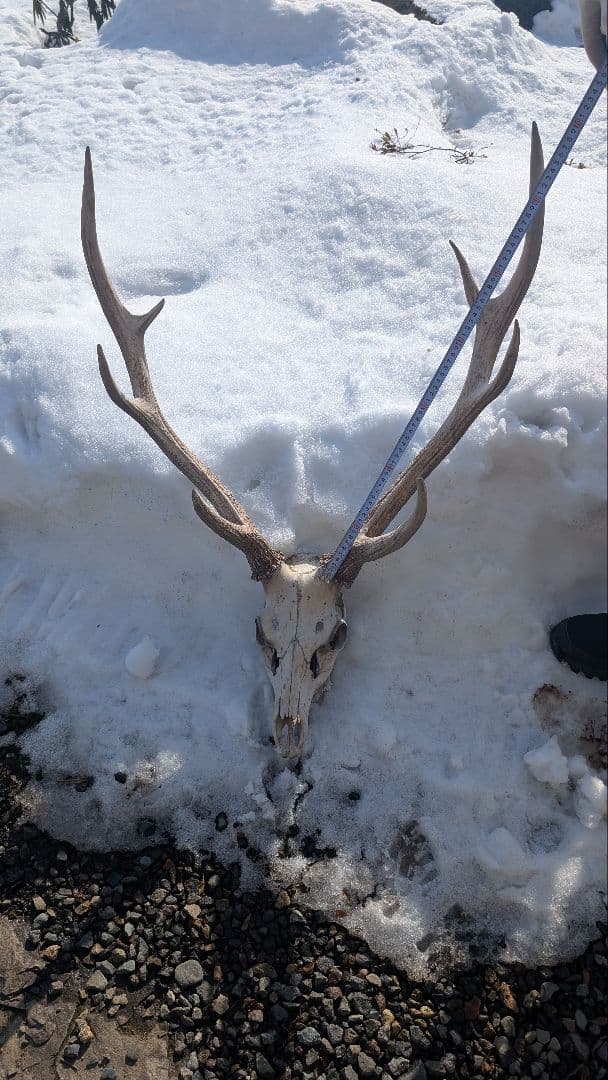 エゾジカ 鹿の角 頭蓋骨 インテリア ハン ティングトロフィー