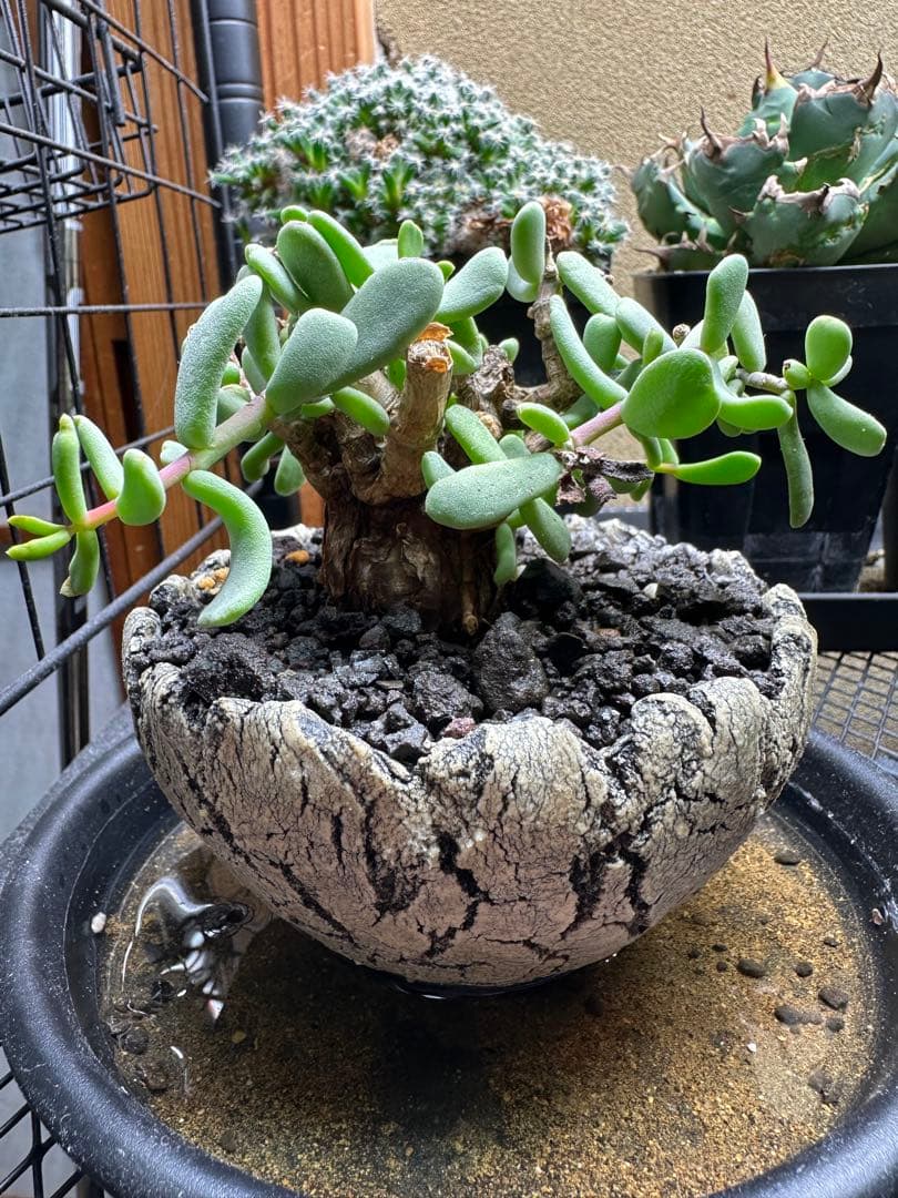 ピグマエア　根魂植物　現地球　冬型