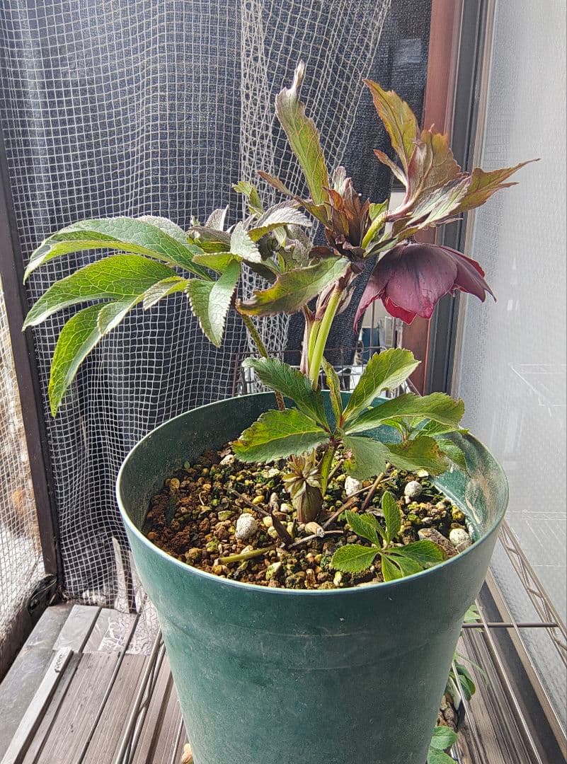 2620 雅 ホワイトリップ 若泉ファーム クリスマスローズ開花株