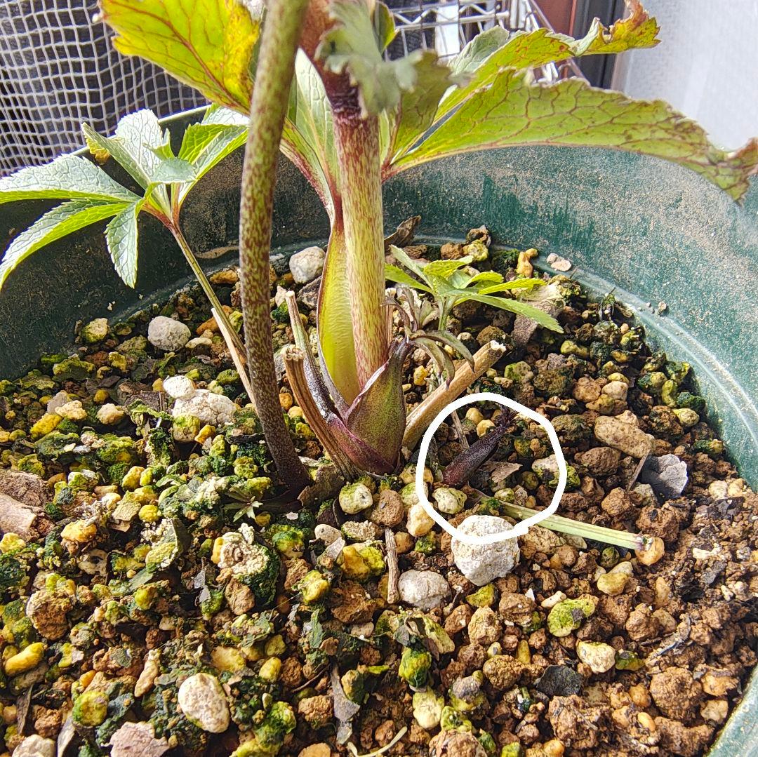 2620 雅 ホワイトリップ 若泉ファーム クリスマスローズ開花株