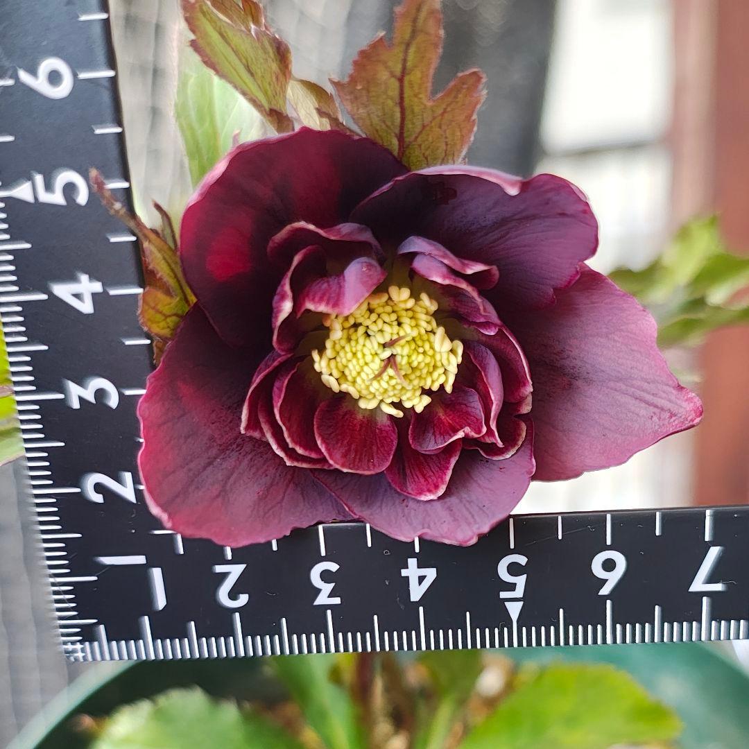 2620 雅 ホワイトリップ 若泉ファーム クリスマスローズ開花株