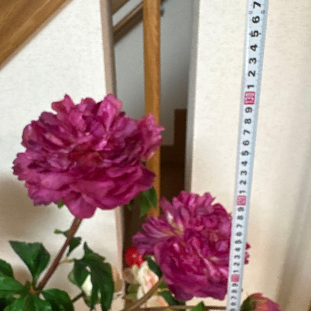 送込み　Emilio Robba ガラス花瓶付きスタンド花　エミリオロバ