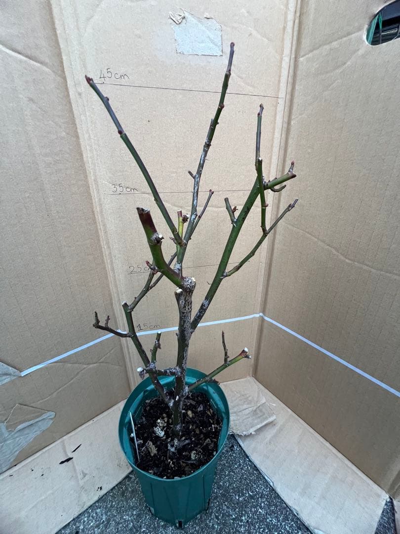 切り花品種バラ苗　レアバラ 　Bee Hiv♡ バラ