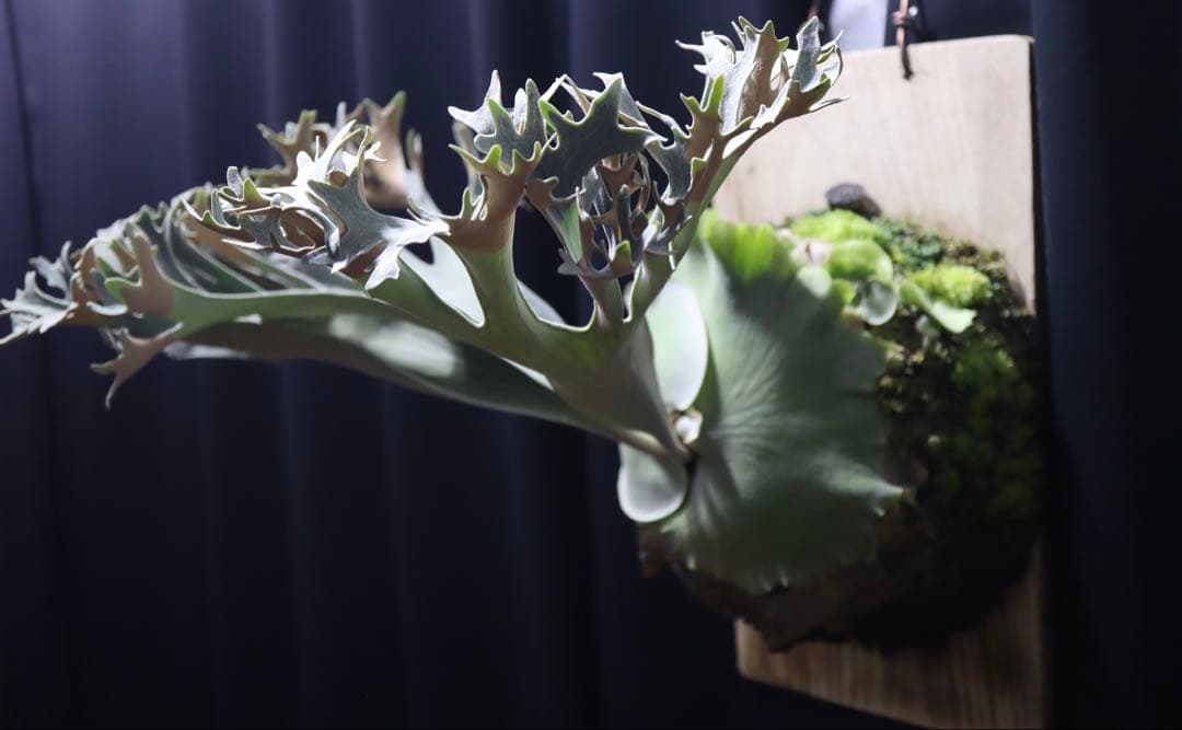 P.Ginka オリジナル株分 子株 OC ビカクシダ　②