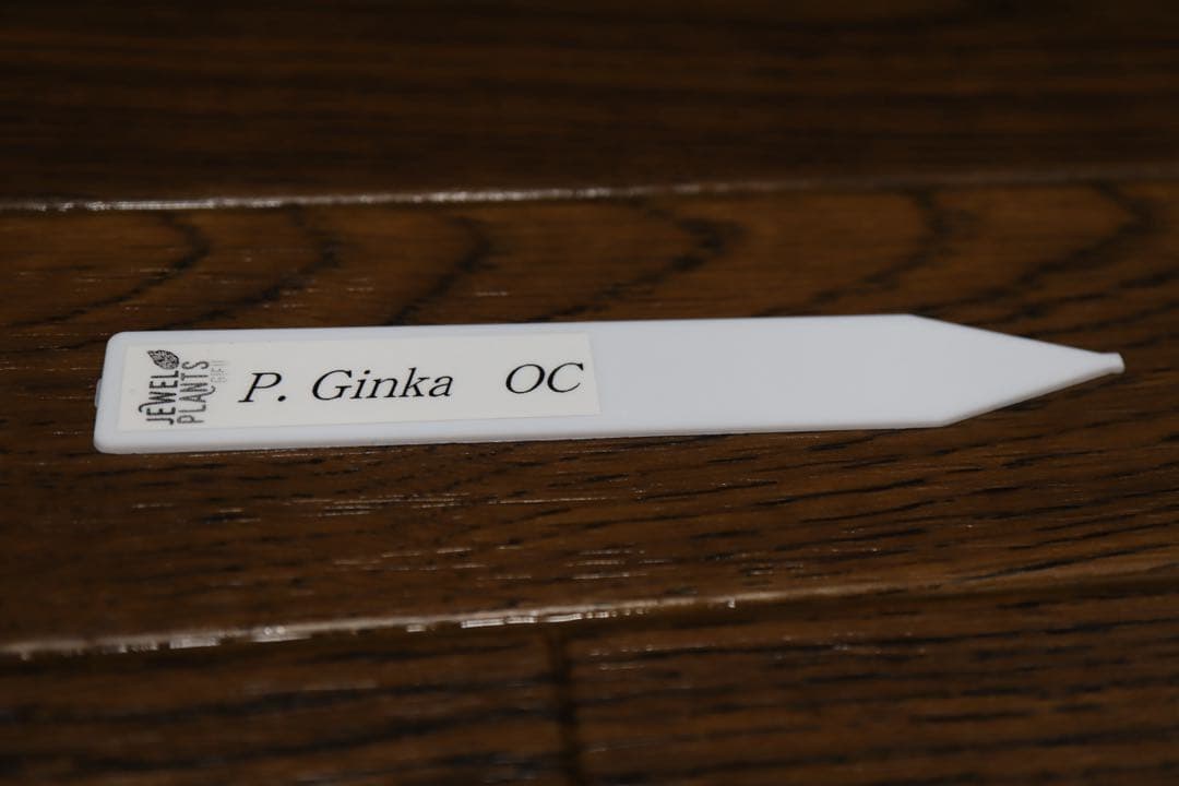 P.Ginka オリジナル株分 子株 OC ビカクシダ　②