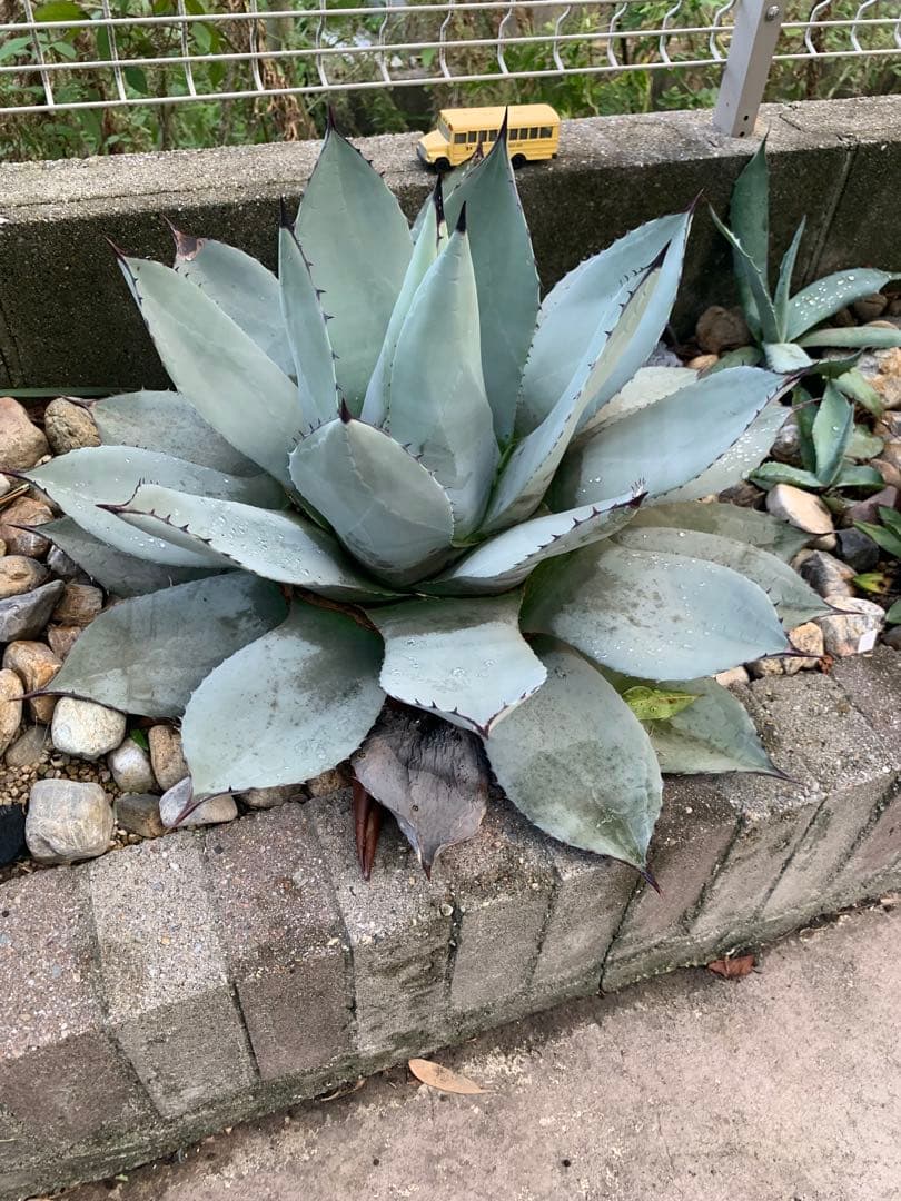 アガベ　パリー　大株　引き取り限定