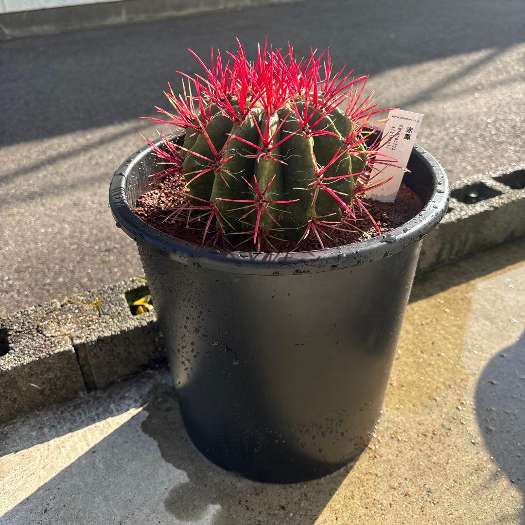 フェロカクタス　スタイネシー（セキホウ）　フェロカクタス　赤鳳８号