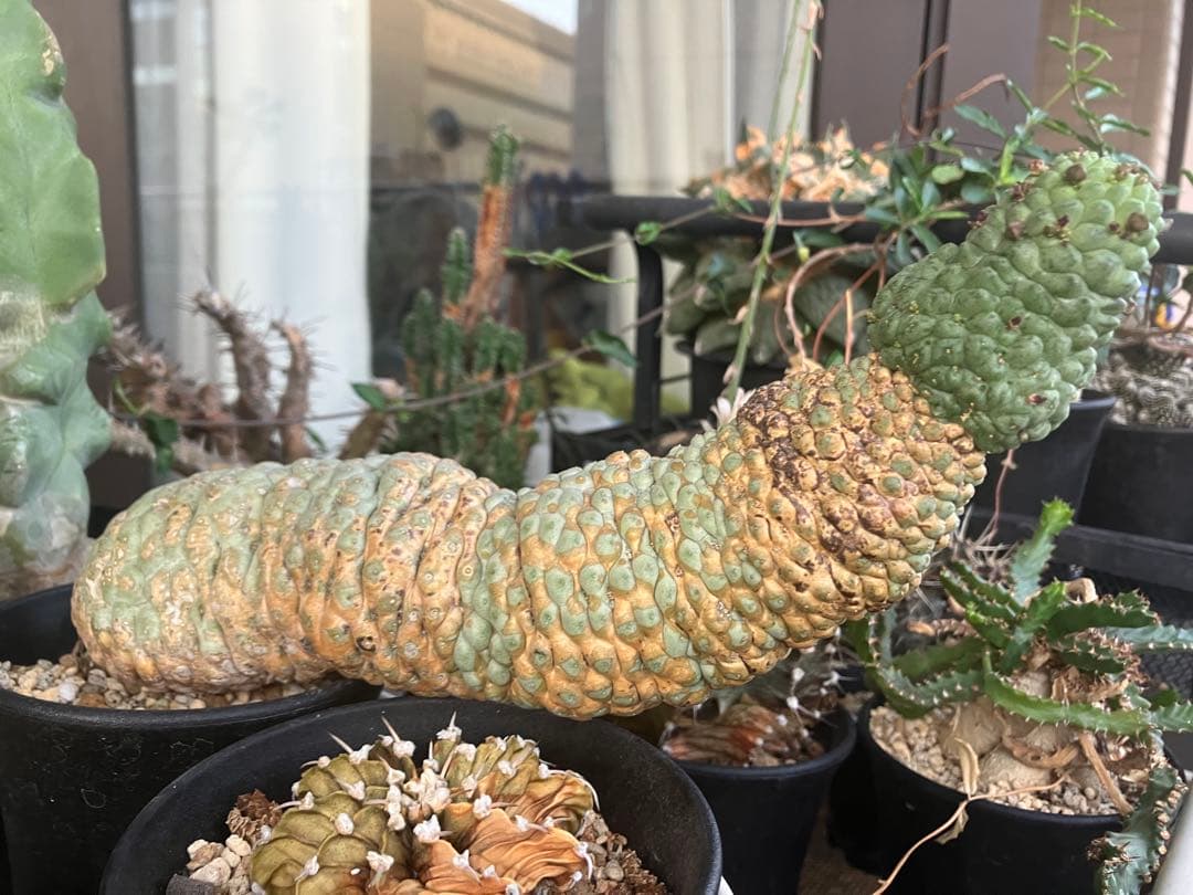 仏頭玉【超特大株】ラリレアキア カクティフォルメ