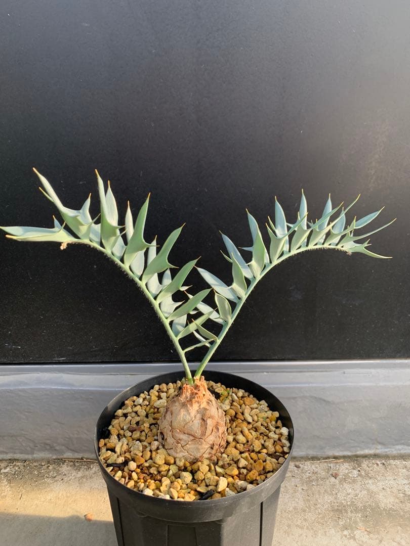 【南ア産・発根済】エンセファラルトス・ホリダス｜ショートリーフNo4-29