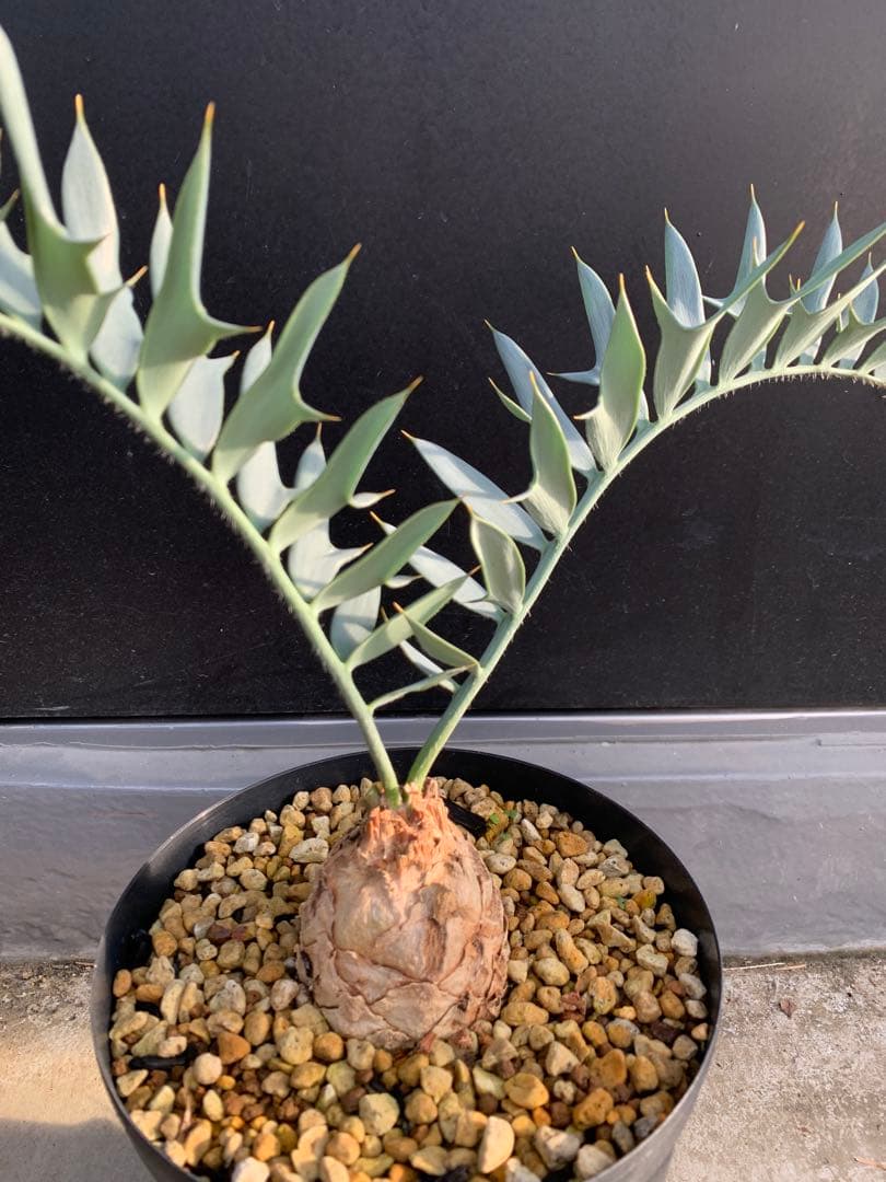 【南ア産・発根済】エンセファラルトス・ホリダス｜ショートリーフNo4-29