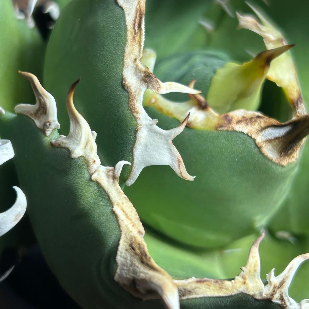 Agave titanota White Ball (Maxilla) イラン株