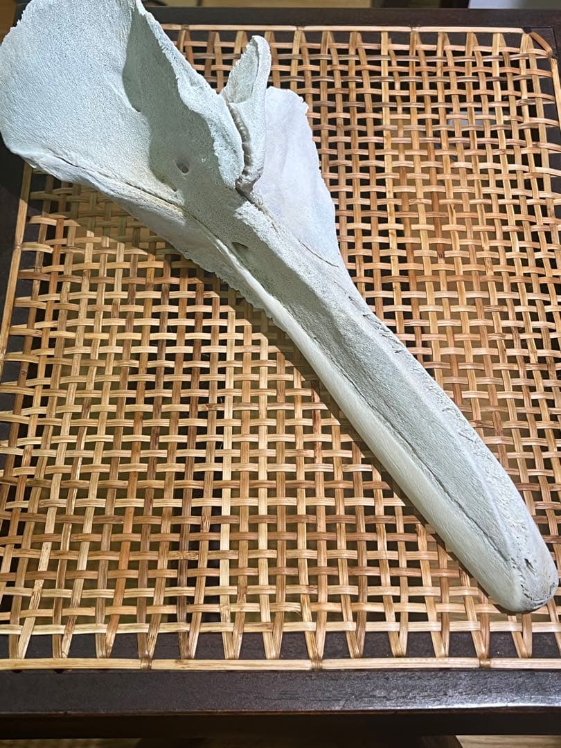 イルカ　骨　04