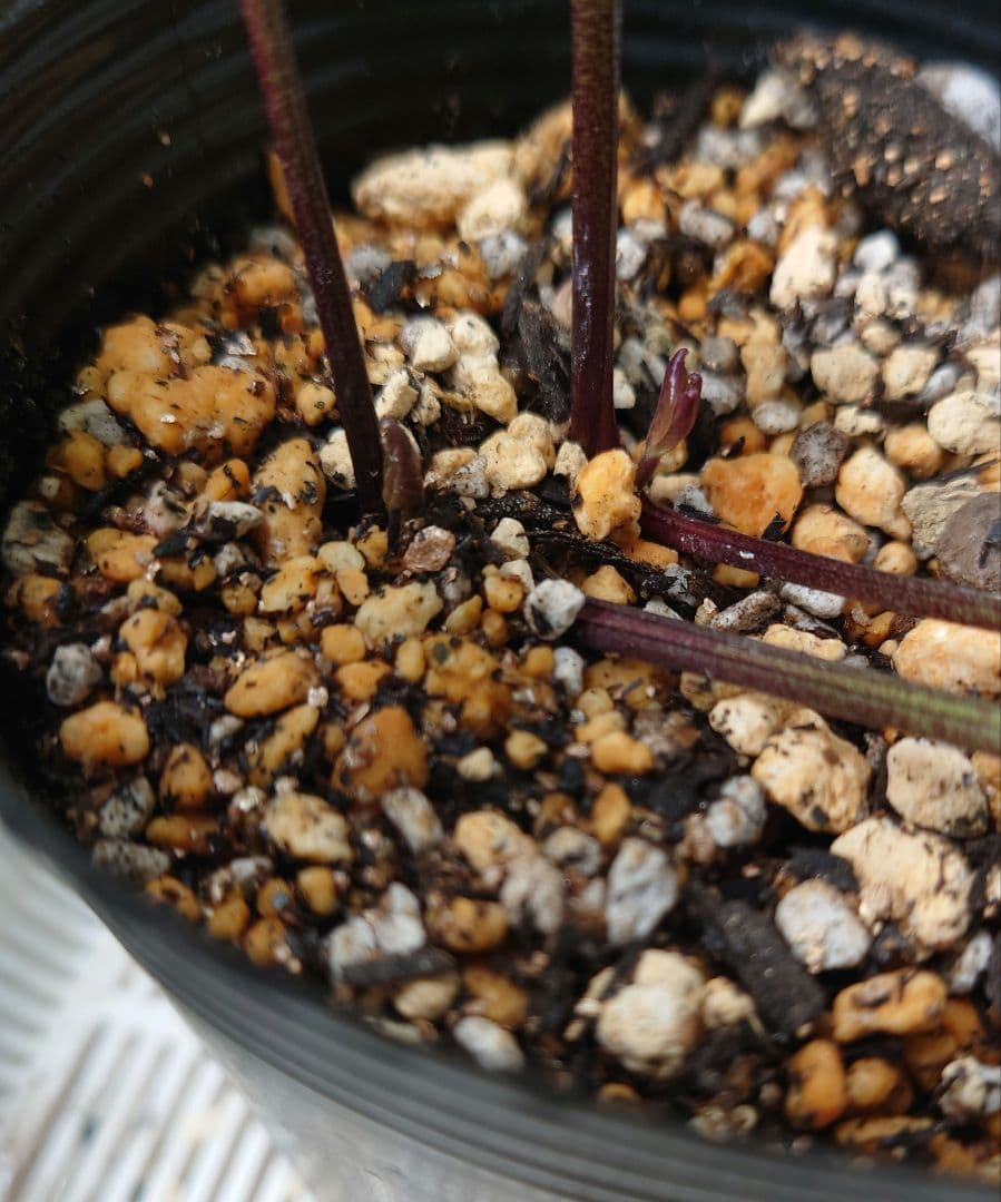 アンティークピエラ　クリスマスローズ　株分け