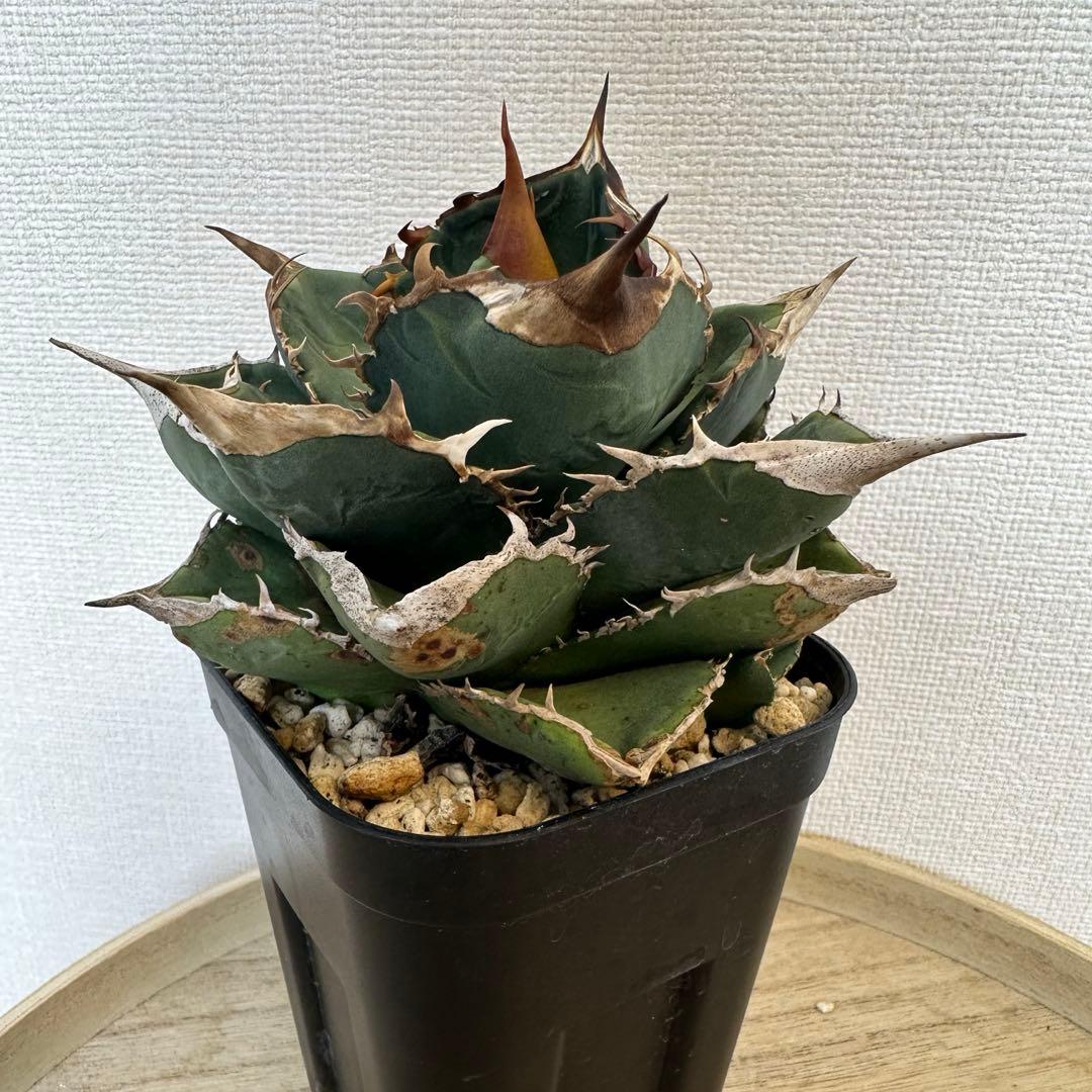 アガベ　X犀　xrhino