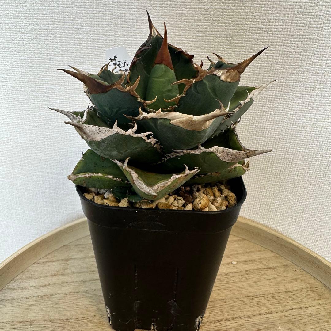 アガベ　X犀　xrhino