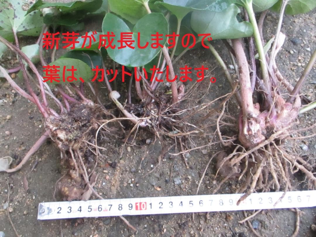 ✨ツワブキ 苗 6株 根付き✨抜き苗　山野草　農薬不使用　煮物がおいしいよ～