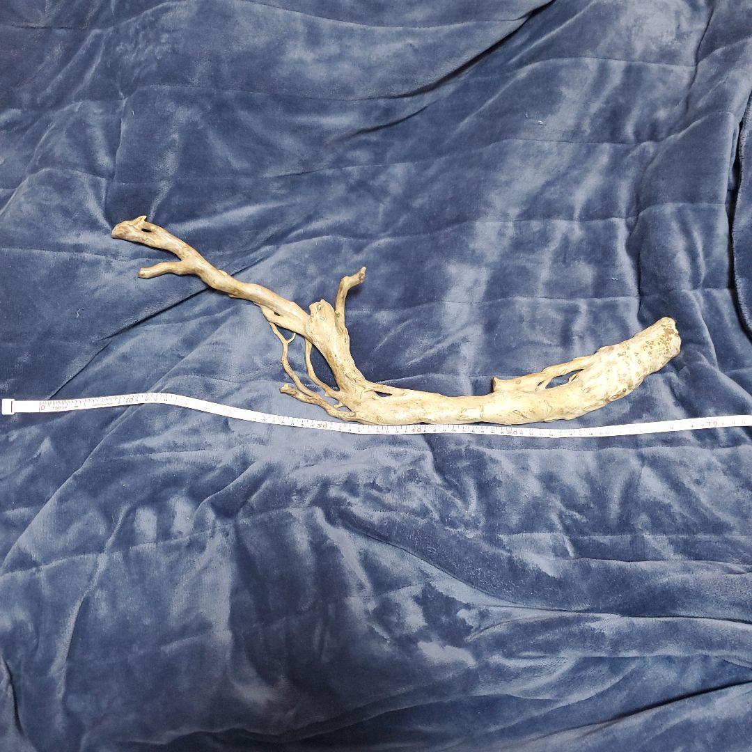 深海松　天然珊瑚　原木