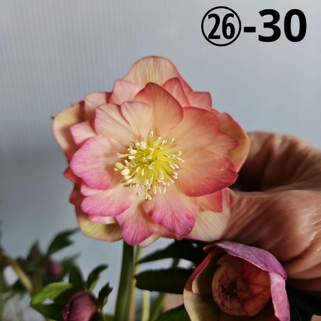 ムック様ご購入苗㉖-30㉖-71㉖-96クリスマスローズ