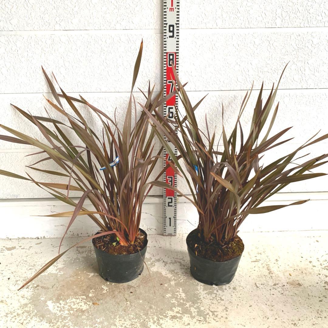 ニューサイラン　2本セット　銅葉/カラーリーフ/ドライガーデン