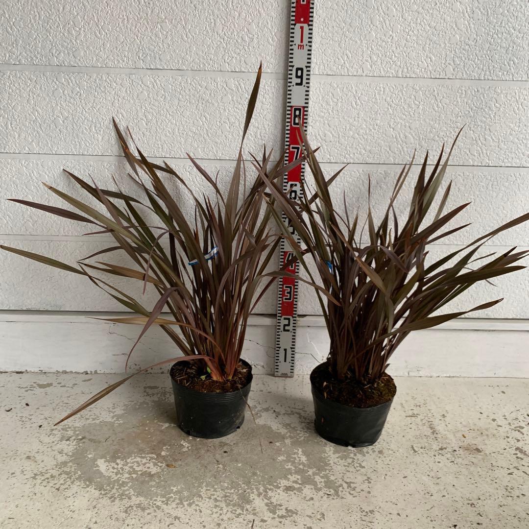 ニューサイラン　2本セット　銅葉/カラーリーフ/ドライガーデン