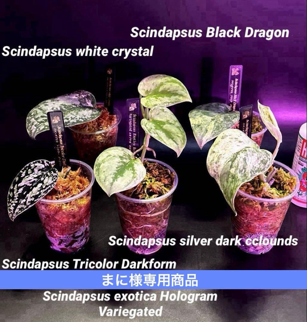 (まに商品)スキンダプサス　セット　a1