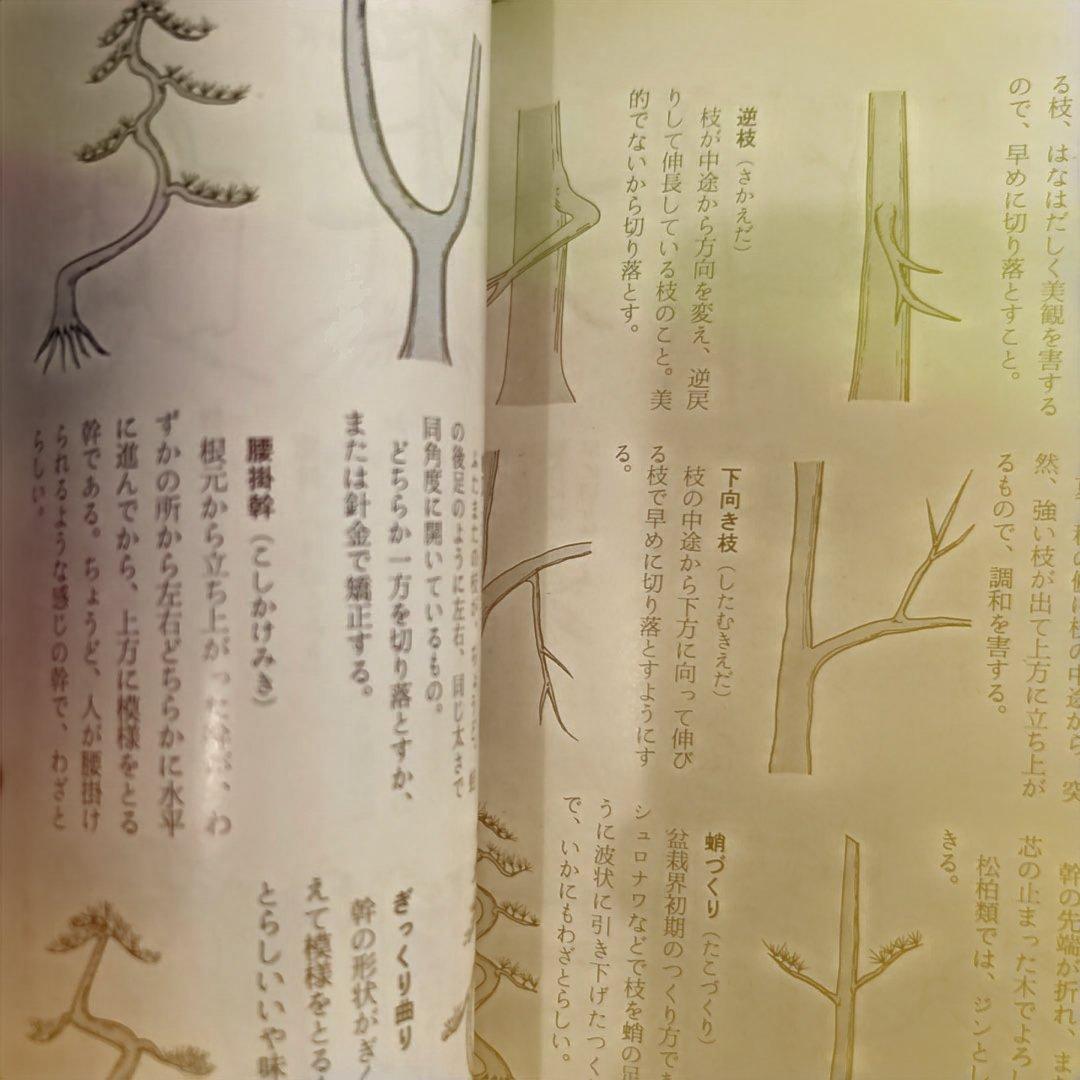 図解盆栽早わかり 小林 高