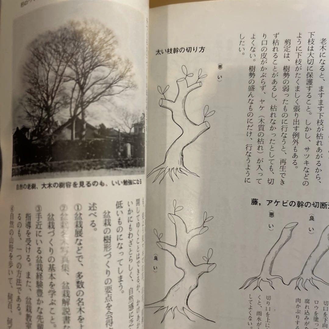 図解盆栽早わかり 小林 高