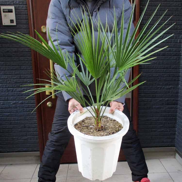 【現品】ブラヘア・スーパーシルバー　10号　９A番　ヤシの木　椰子の木