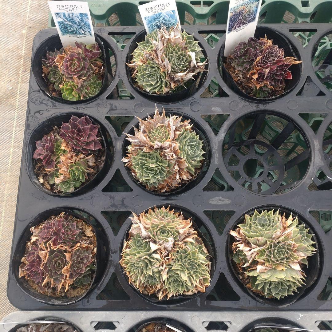 ガレージMさん専用