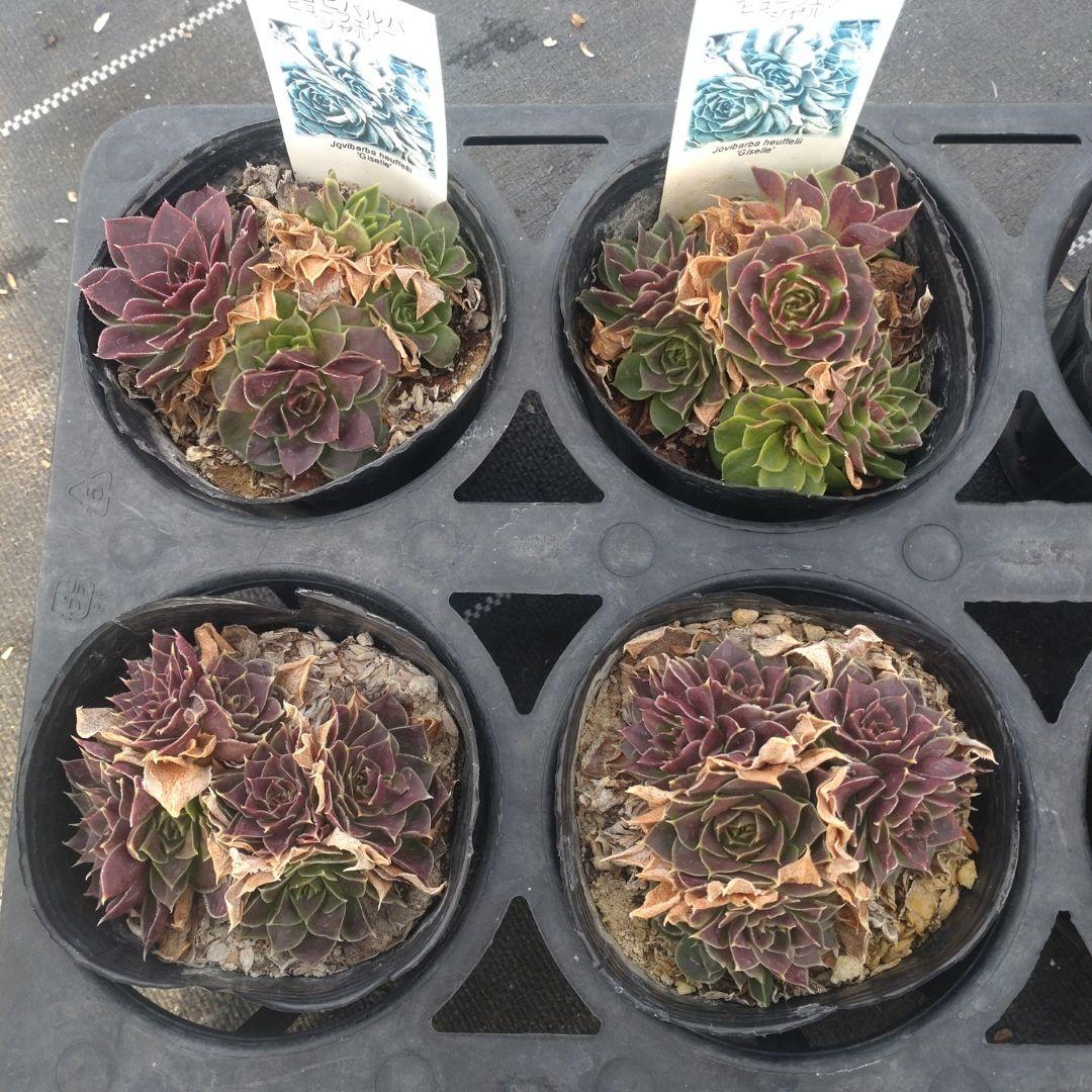 ガレージMさん専用