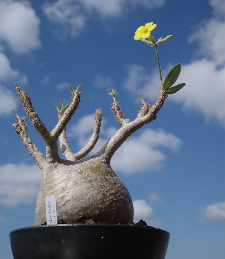 【コレクション株】パキポディウム グラキリス 大株 現地球　発根済