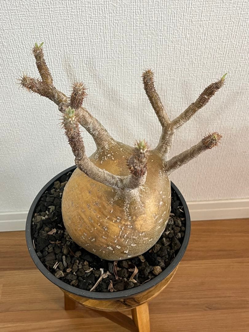 【コレクション株】パキポディウム グラキリス 大株 現地球　発根済