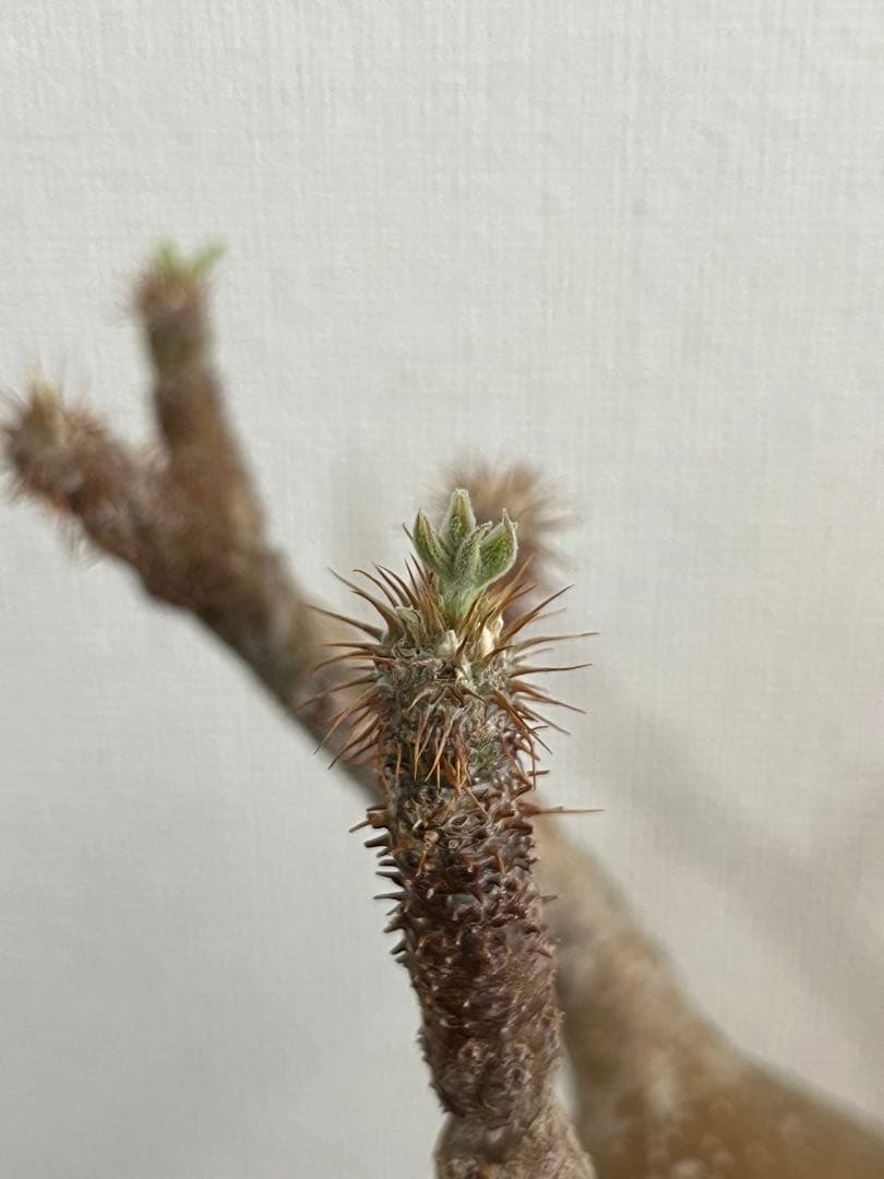 【コレクション株】パキポディウム グラキリス 大株 現地球　発根済