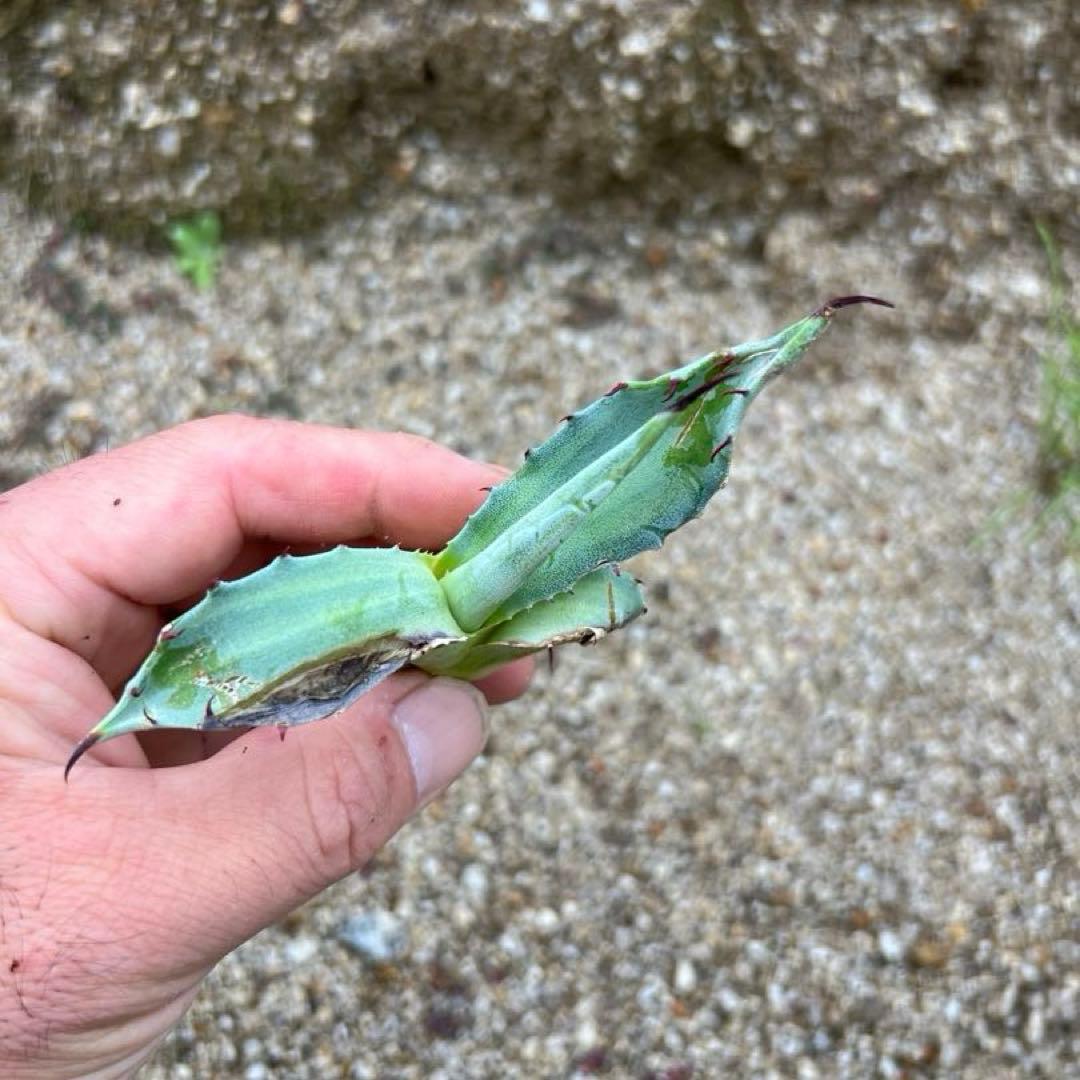 アガベ　スカブラ錦　縞斑　子株　極上縞斑　希少