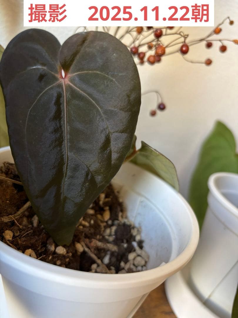 アンスリウムBVEP Anthurium（antolakii）Tezula実生